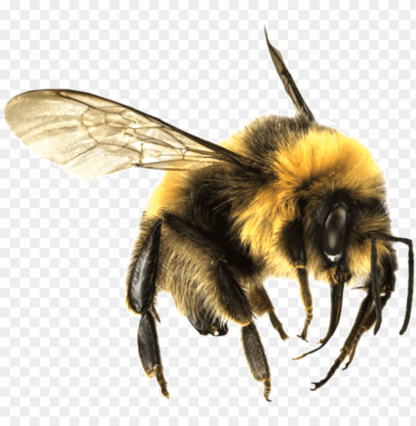 Detail Bee No Background Nomer 2