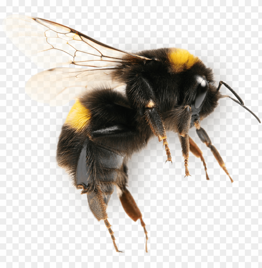 Detail Bee No Background Nomer 15
