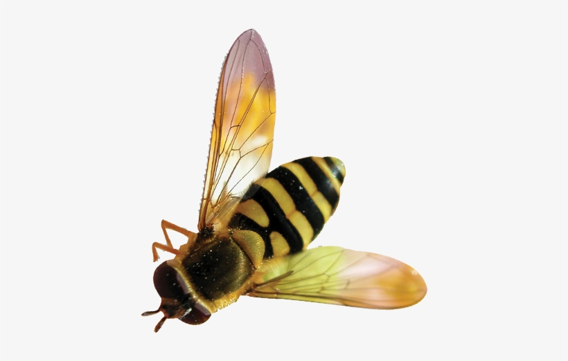 Detail Bee No Background Nomer 21