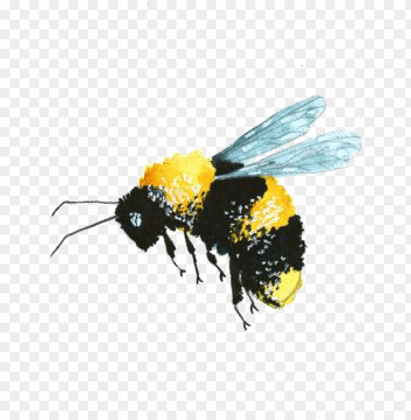 Detail Bee No Background Nomer 31