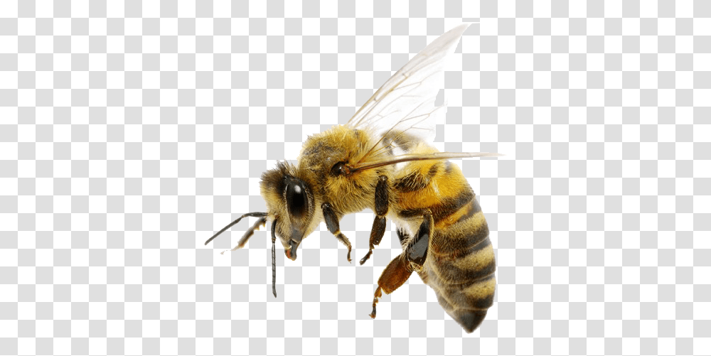 Detail Bee No Background Nomer 52