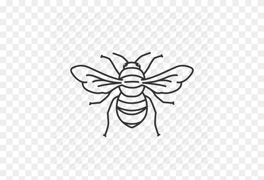 Bee Outline Png - KibrisPDR