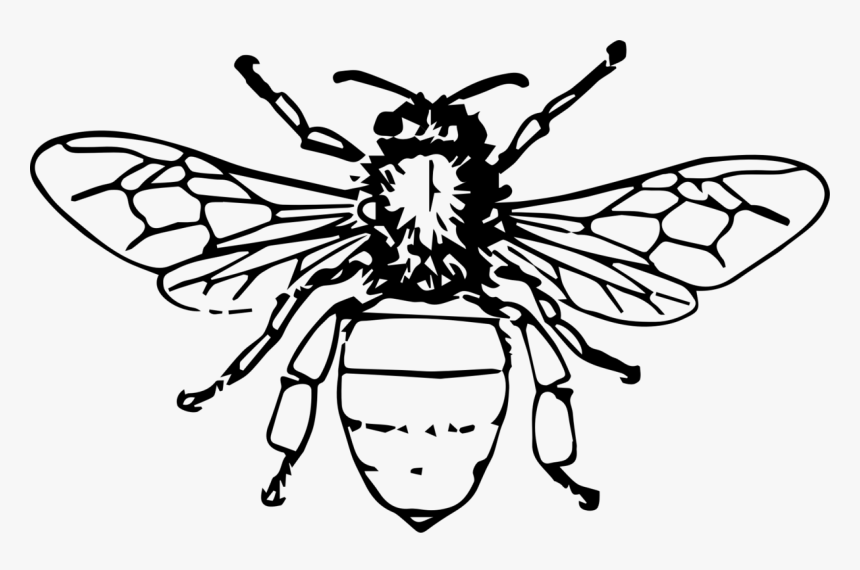 Detail Bee Outline Png Nomer 17