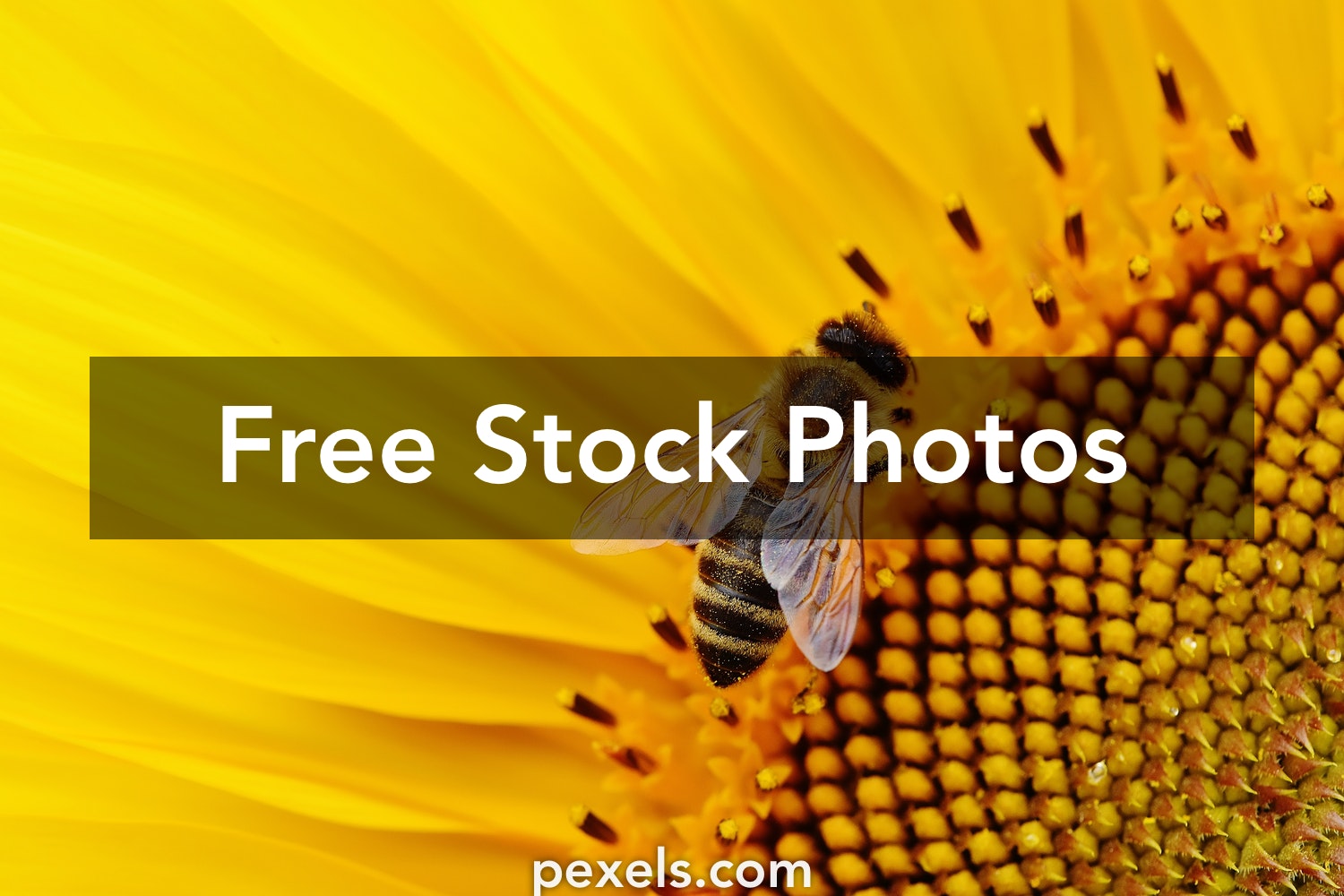 Detail Bee Pictures Free Nomer 21
