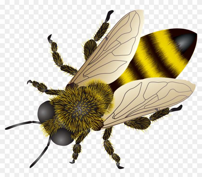 Detail Bee Png Free Nomer 47