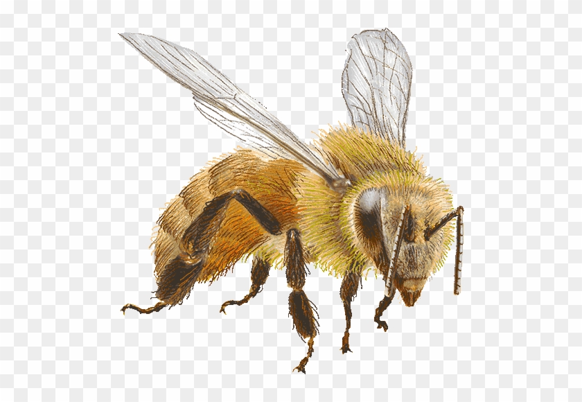 Detail Bee Transparent Background Nomer 18