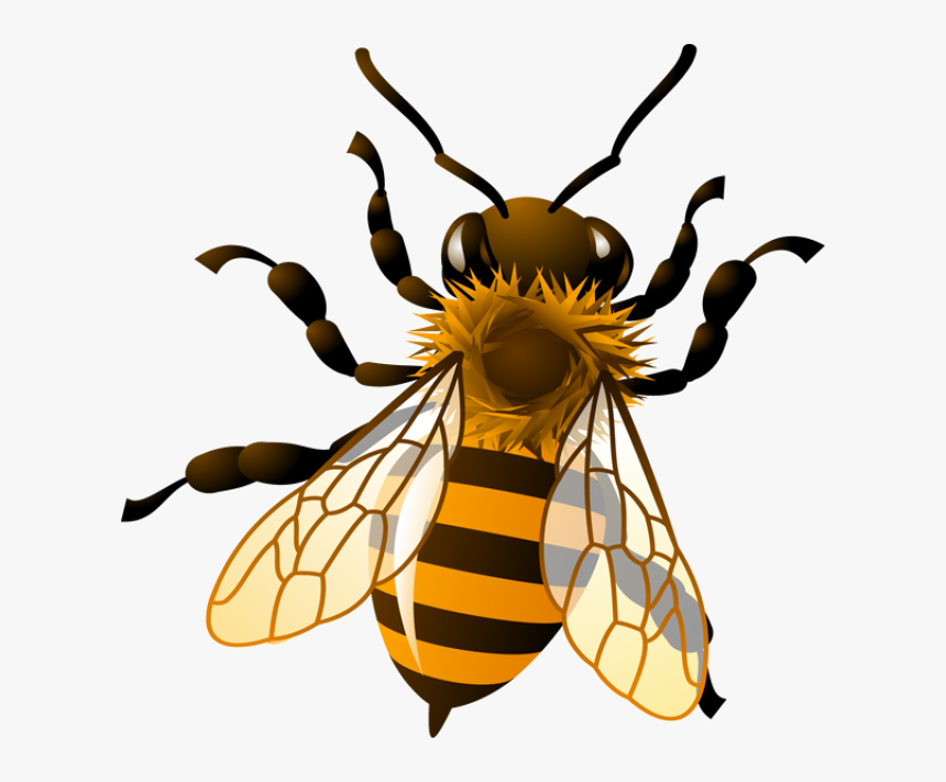 Detail Bee Transparent Background Nomer 3