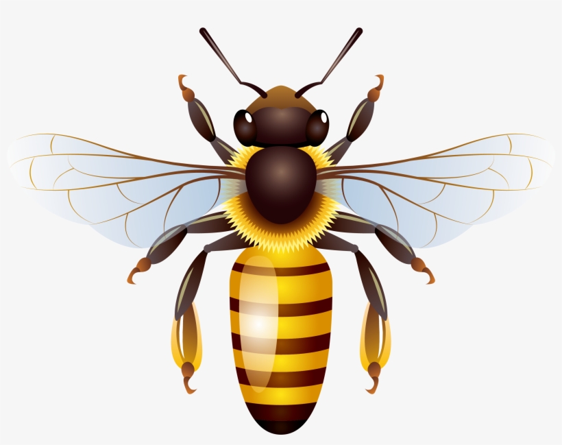 Detail Bee Transparent Background Nomer 21