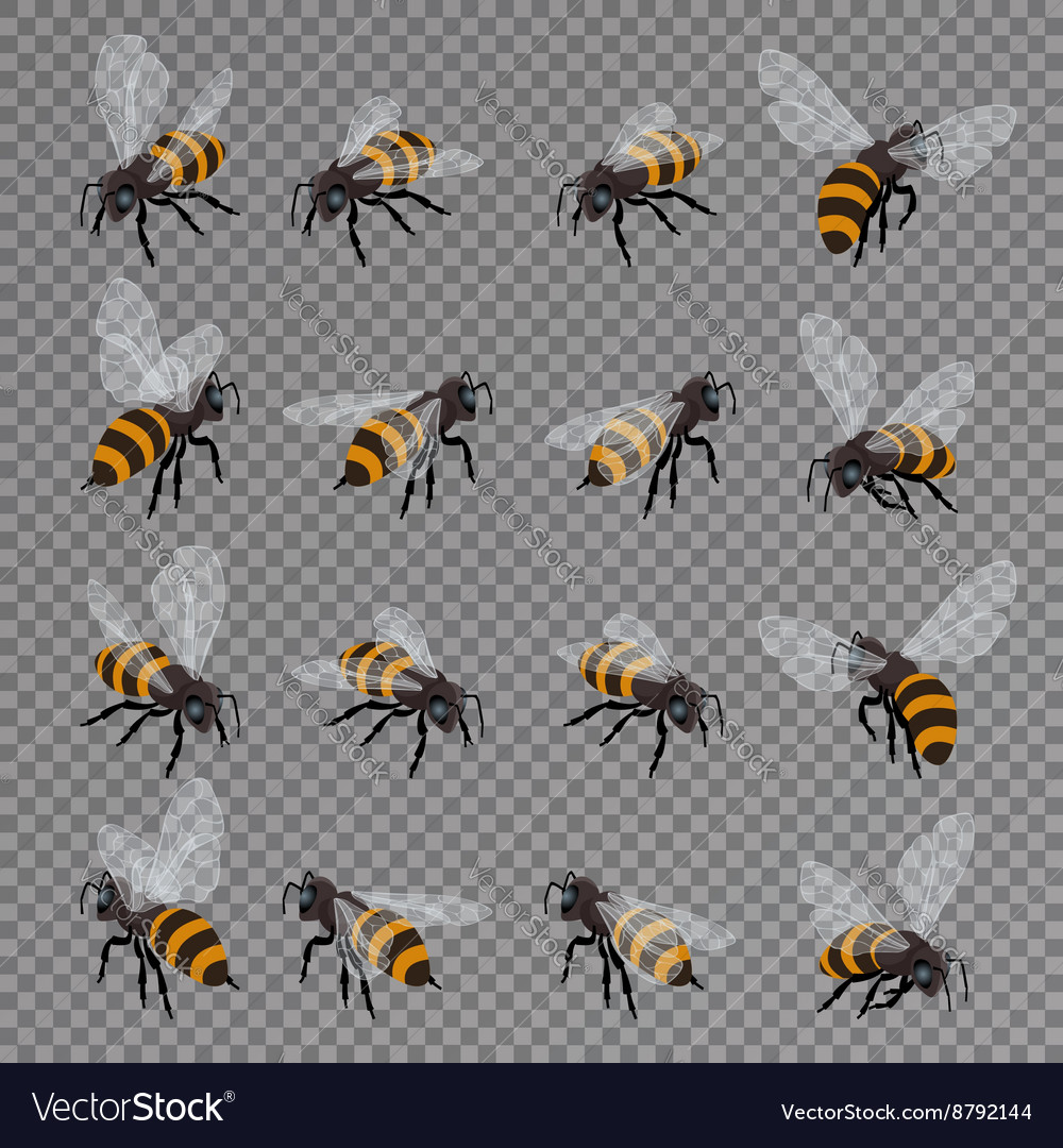 Detail Bee Transparent Background Nomer 31