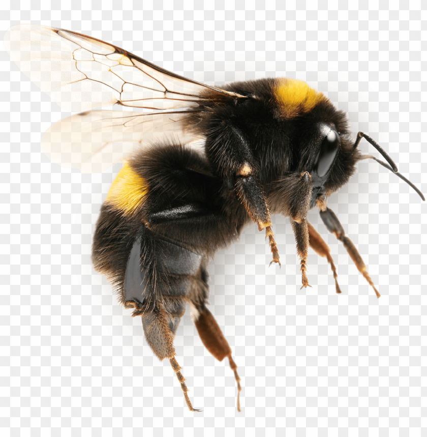 Detail Bee Transparent Background Nomer 33