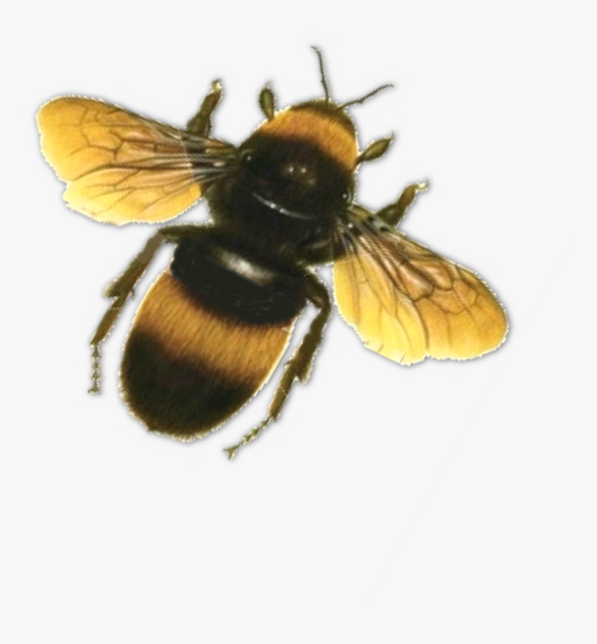 Detail Bee Transparent Background Nomer 43