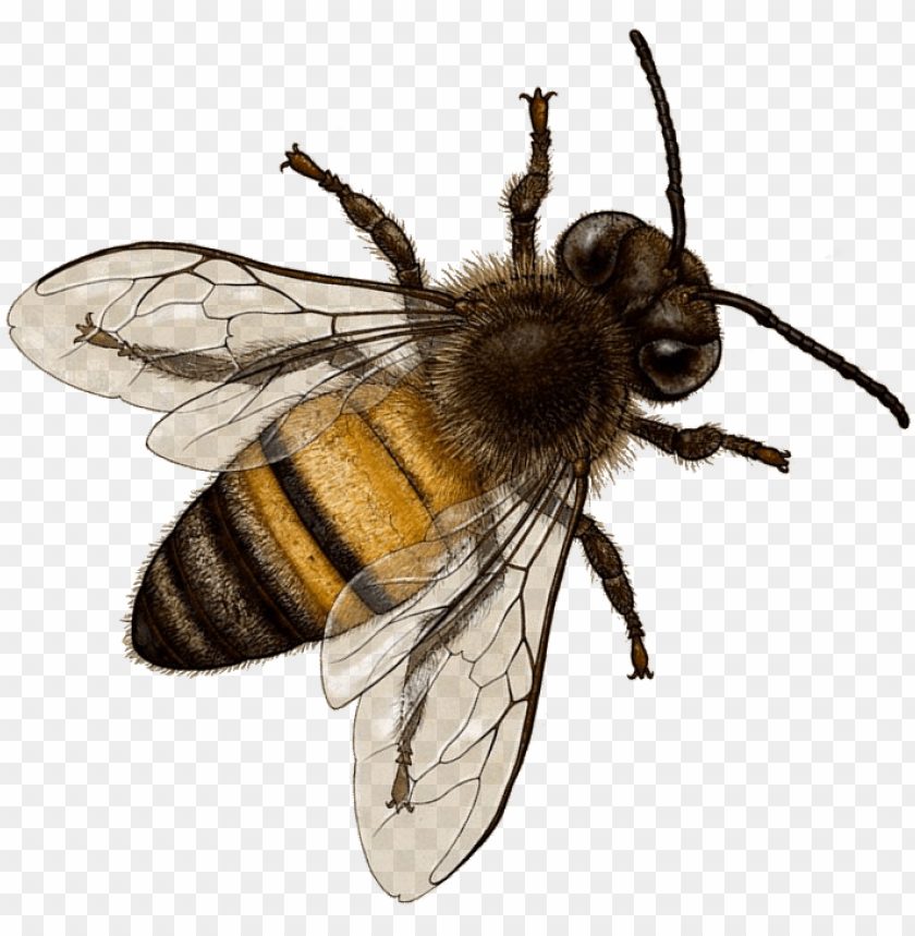 Detail Bee Transparent Background Nomer 6