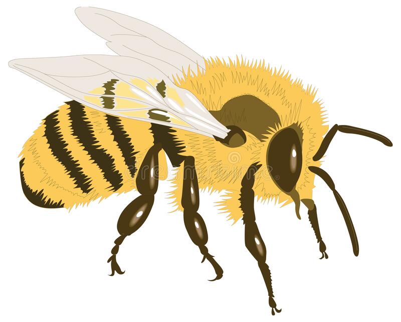 Detail Bee Transparent Background Nomer 52