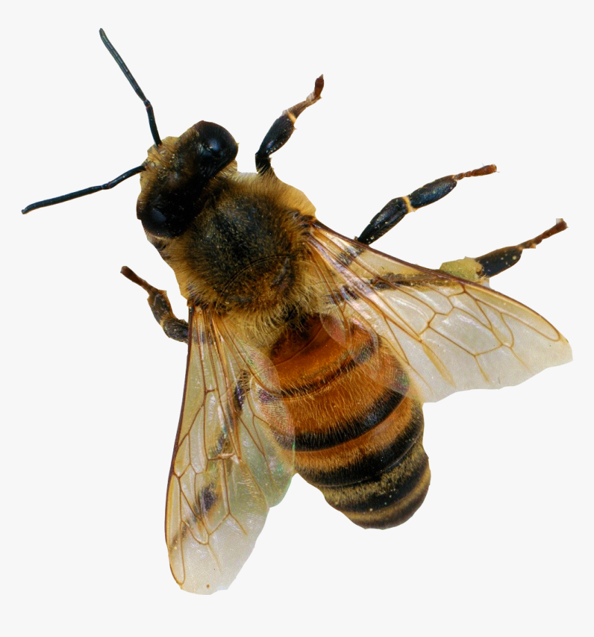 Bee Transparent Png - KibrisPDR