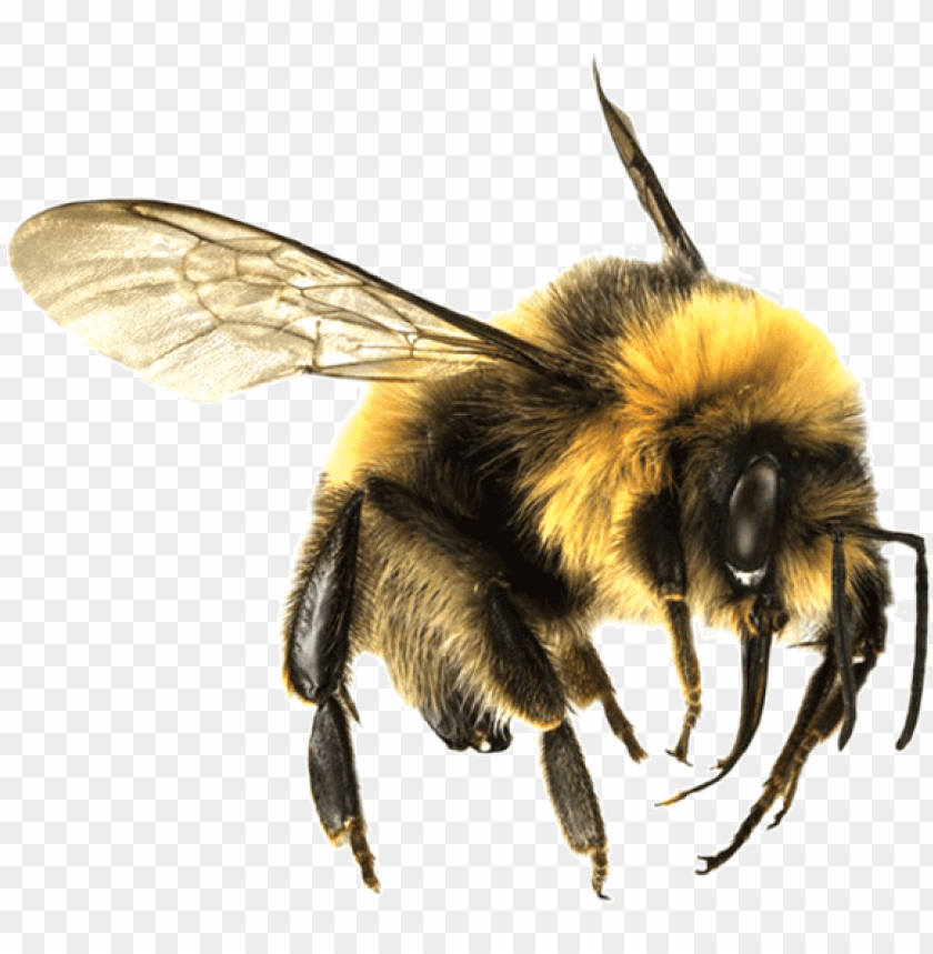 Detail Bee Transparent Png Nomer 2