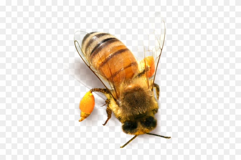 Detail Bee Transparent Png Nomer 19
