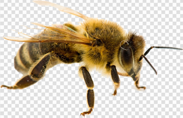 Detail Bee Transparent Png Nomer 24