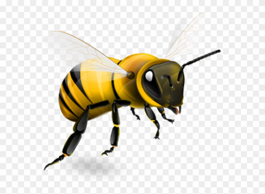 Detail Bee Transparent Png Nomer 27