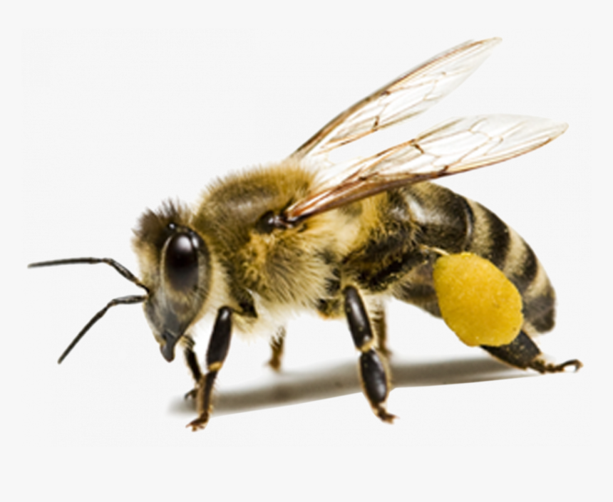 Detail Bee Transparent Png Nomer 5