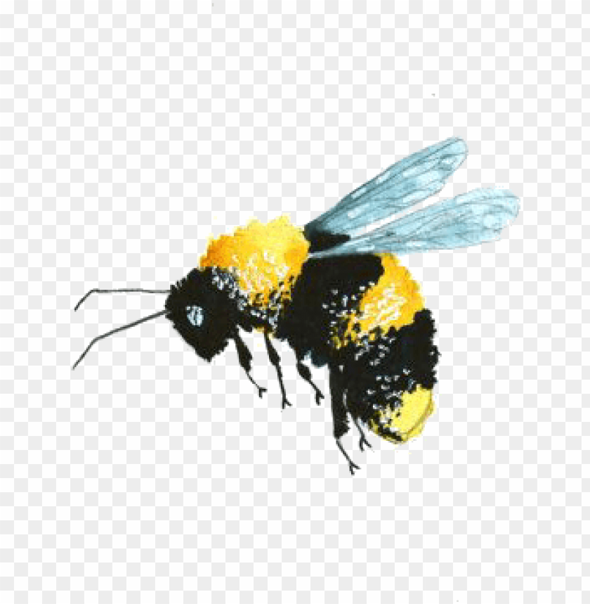 Detail Bee Transparent Png Nomer 43