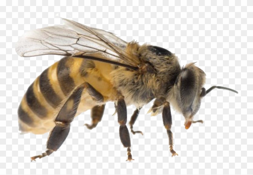 Detail Bee Transparent Png Nomer 7