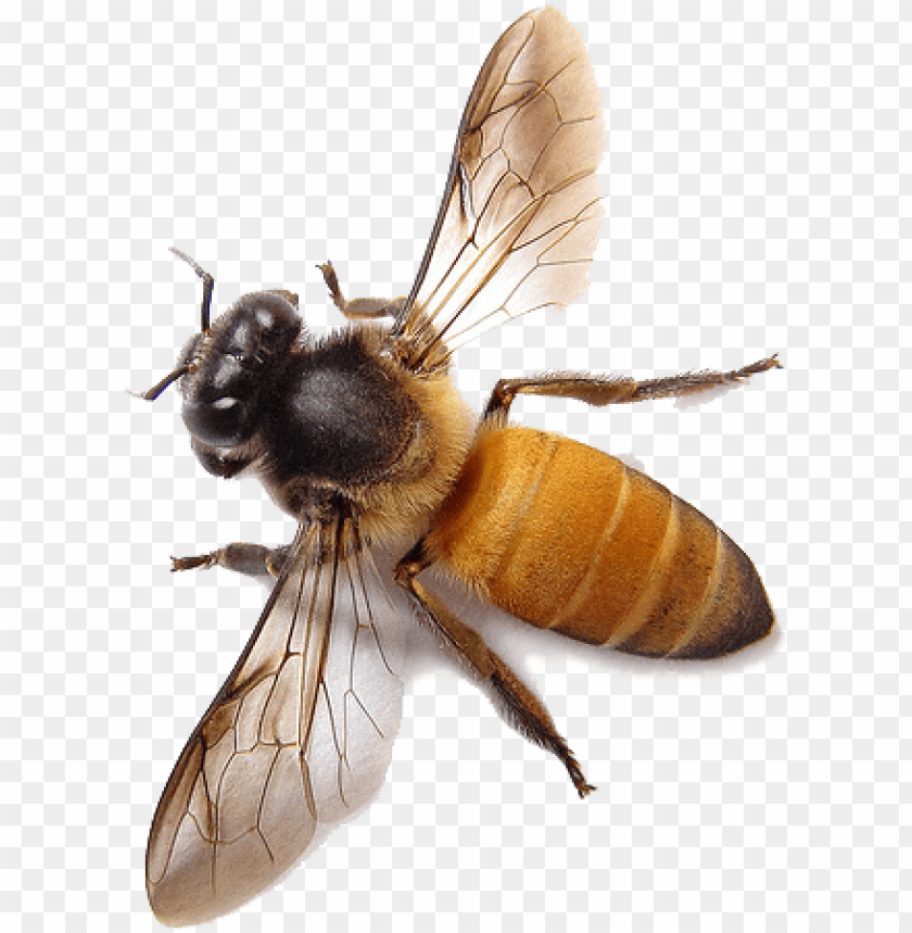 Detail Bee Transparent Png Nomer 9