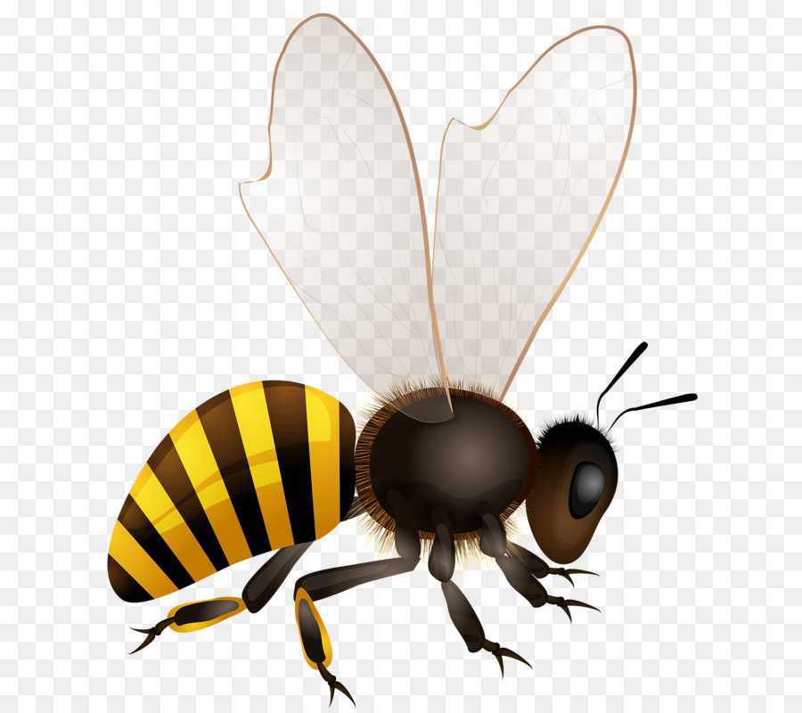 Bee Vector Png - KibrisPDR