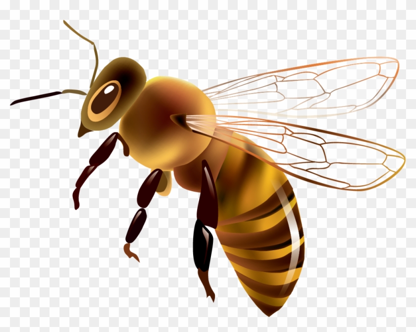 Detail Bee Vector Png Nomer 24