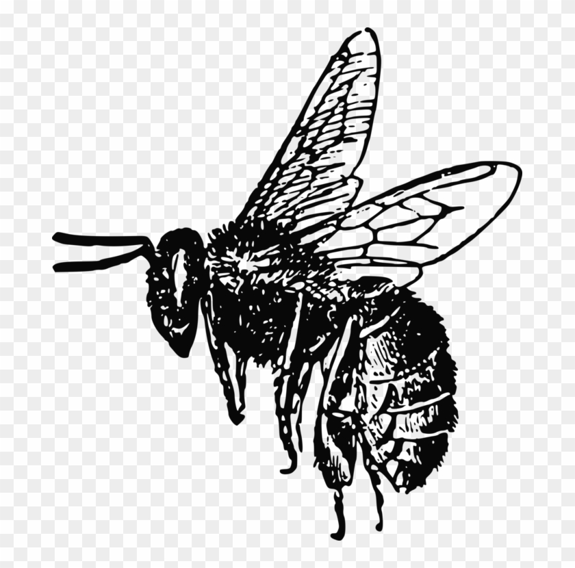 Detail Bee Vector Png Nomer 49