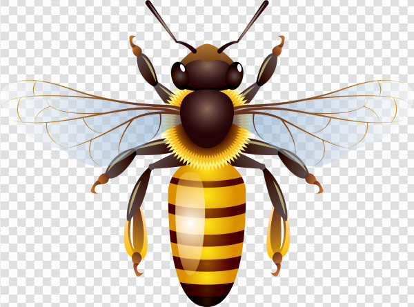 Detail Bee Vector Png Nomer 8