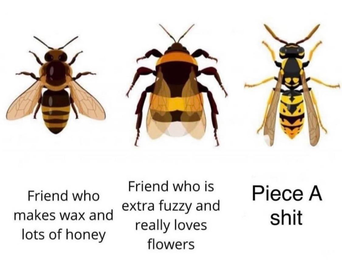 Detail Bee Vs Wasp Meme Nomer 14