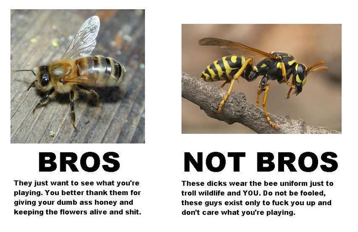 Detail Bee Vs Wasp Meme Nomer 16