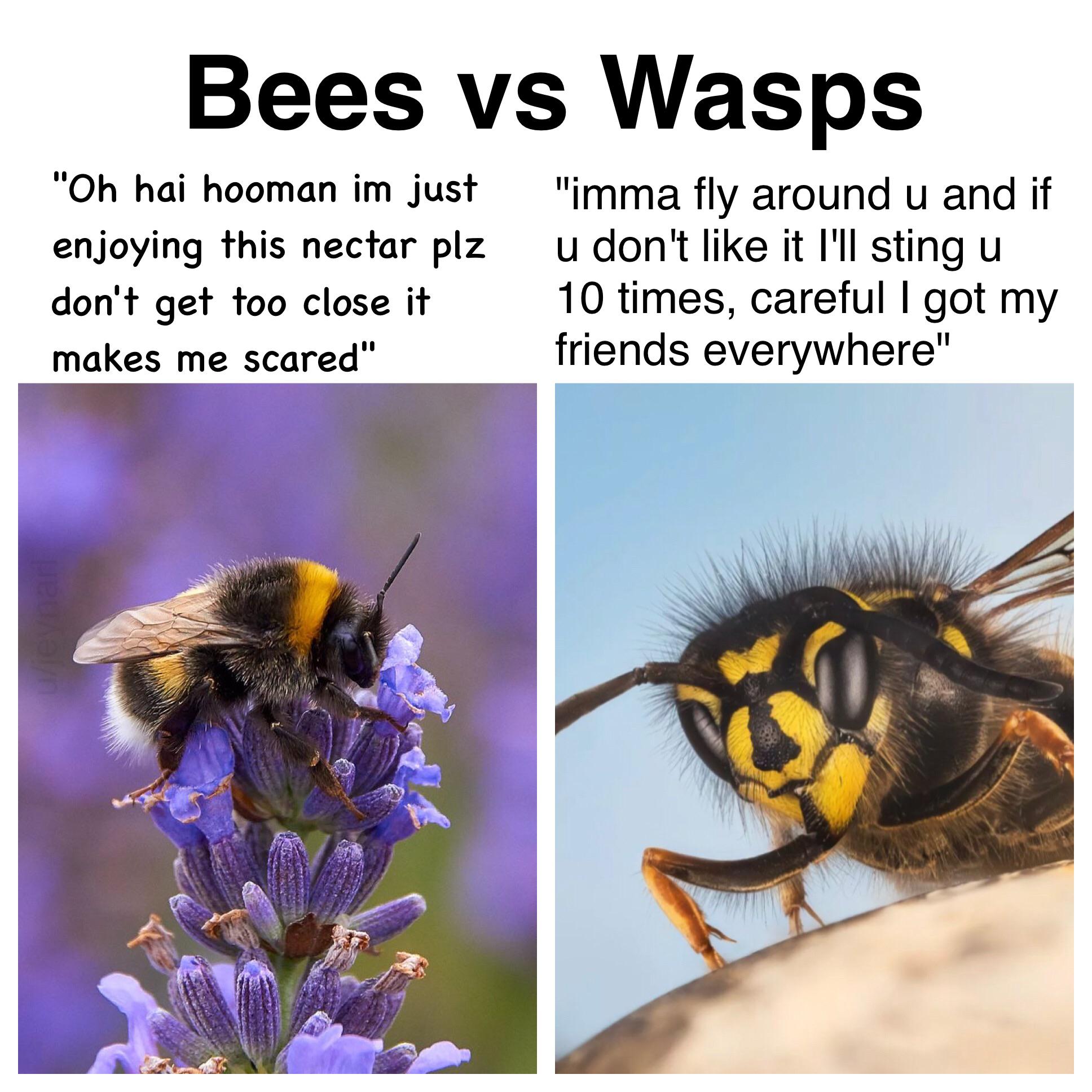 Detail Bee Vs Wasp Meme Nomer 21