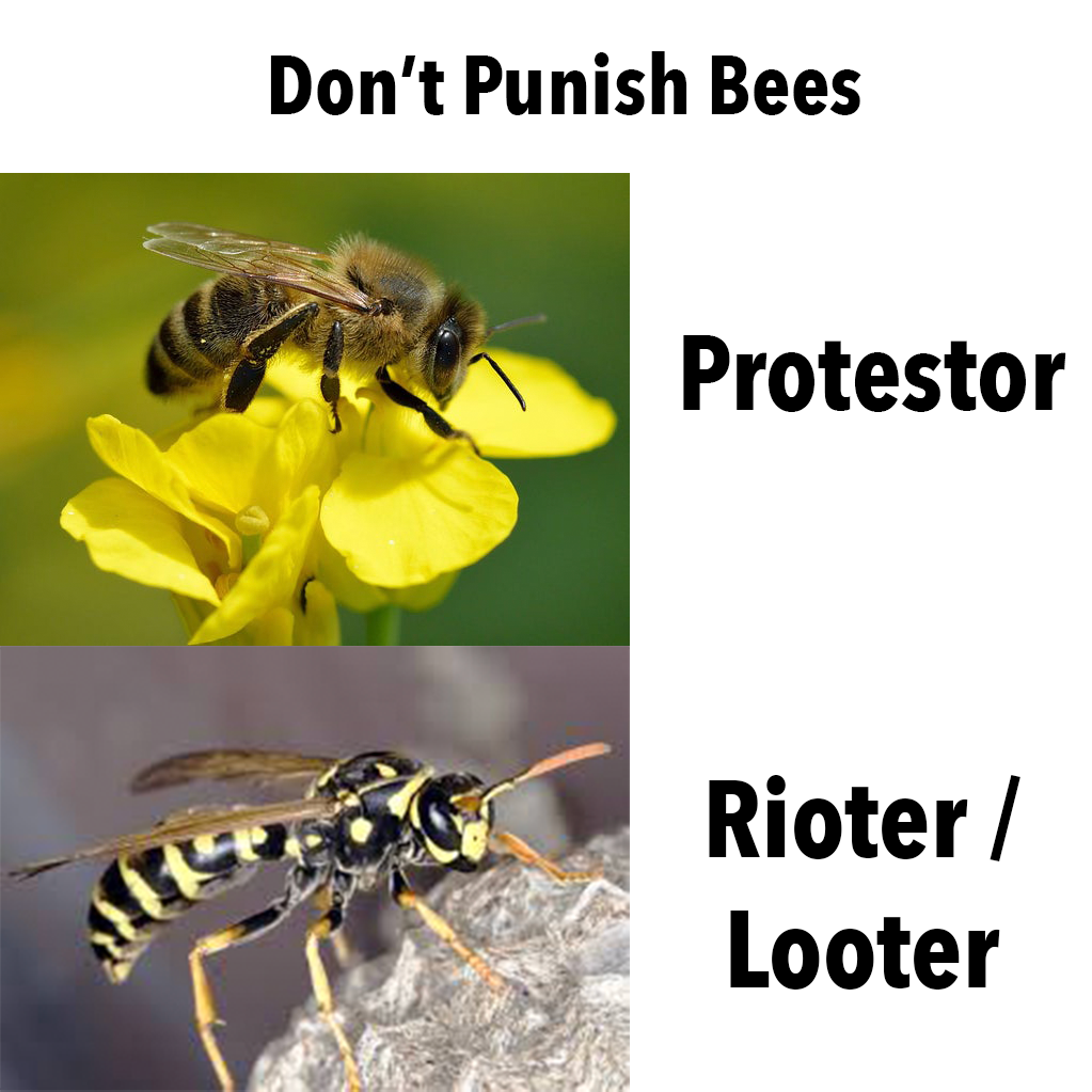 Detail Bee Vs Wasp Meme Nomer 23