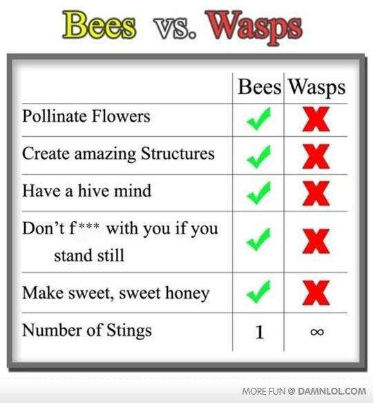 Detail Bee Vs Wasp Meme Nomer 27