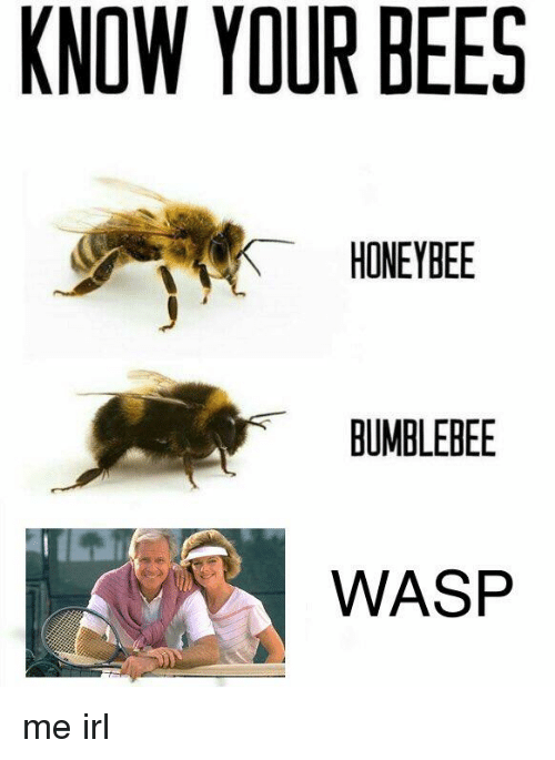 Detail Bee Vs Wasp Meme Nomer 29