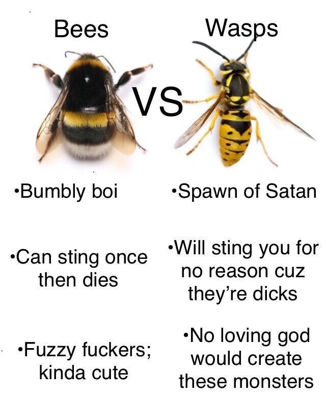Detail Bee Vs Wasp Meme Nomer 31