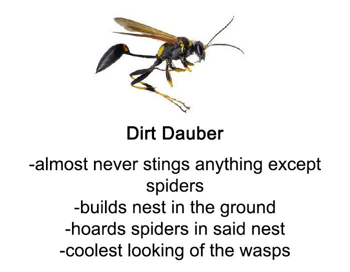 Detail Bee Vs Wasp Meme Nomer 38