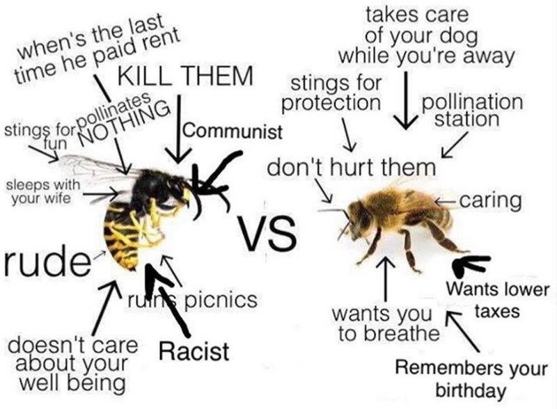 Detail Bee Vs Wasp Meme Nomer 5