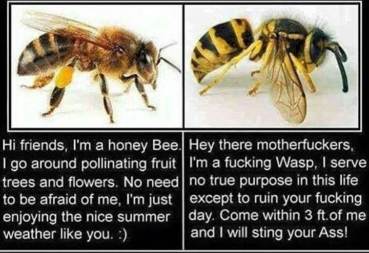 Detail Bee Vs Wasp Meme Nomer 43