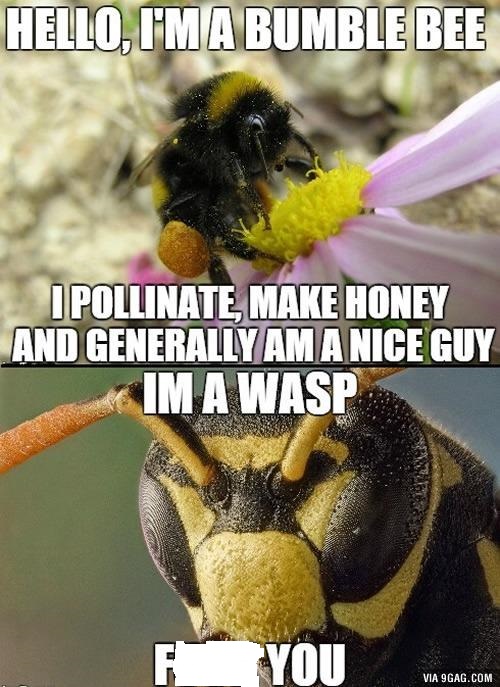 Detail Bee Vs Wasp Meme Nomer 9