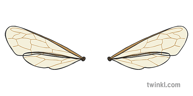 Detail Bee Wings Png Nomer 12