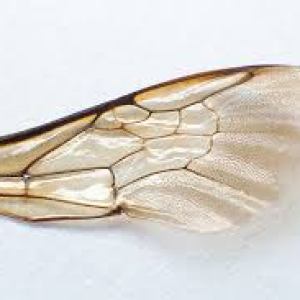 Detail Bee Wings Png Nomer 23