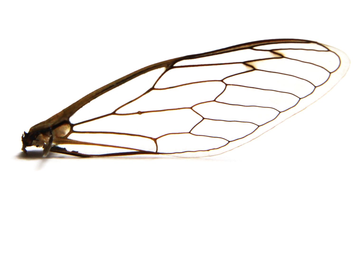 Detail Bee Wings Png Nomer 9