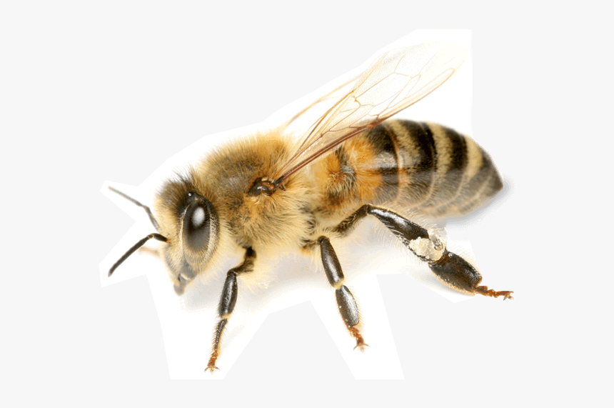 Bees Transparent - KibrisPDR