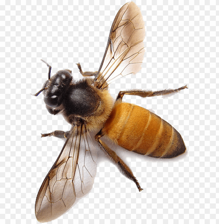 Detail Bees Transparent Nomer 11