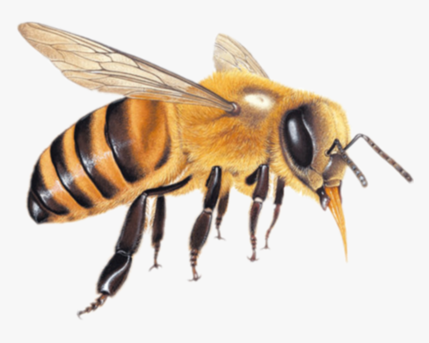 Detail Bees Transparent Nomer 16