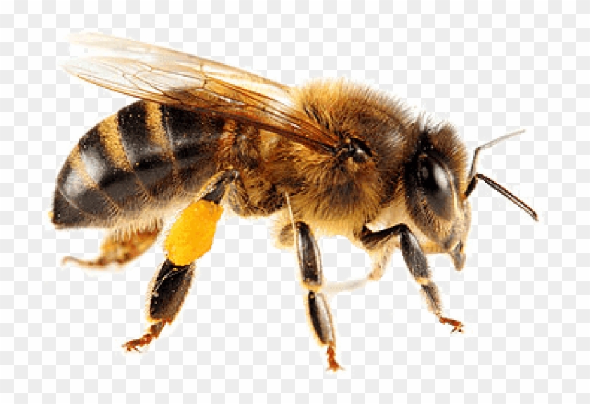 Detail Bees Transparent Nomer 18