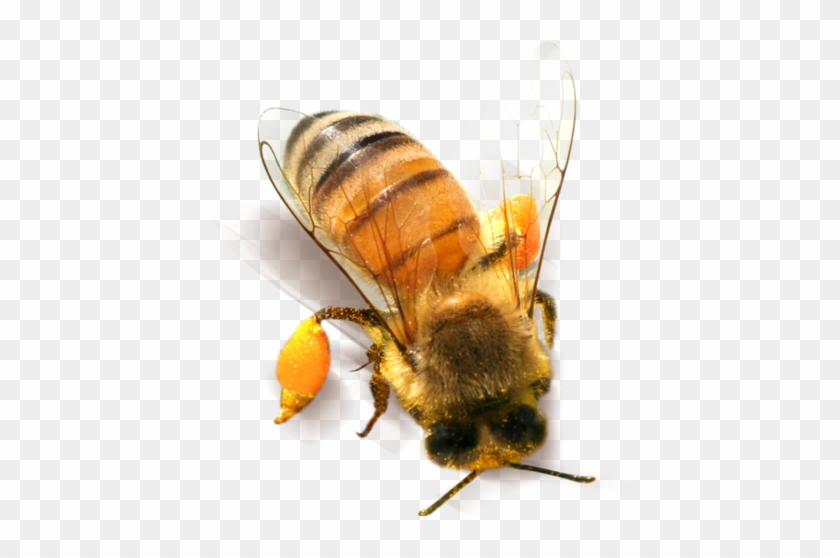 Detail Bees Transparent Nomer 19