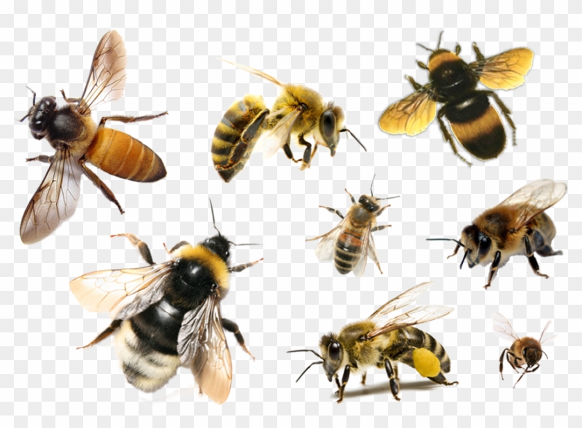 Detail Bees Transparent Nomer 3